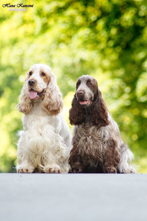 Beyonce and her boyfriend Brave Heart Inmensa belleza- liver roan Cocker Spaniel Liver Roan Cocker Spaniel, Cooker Spaniel, Roan Cocker Spaniel, Beautiful Puppies, Brave Heart, Dog Anatomy, Precious Animals, Cocker Spaniel Dog, English Cocker