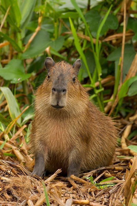 Capybara Pictures, Capybara Tattoo, Aesthetic Capybara, Capybara Cake, Capybara Aesthetic, Capybara Wallpaper, Brazil Animals, Capybara Drawing, Capybara Funny