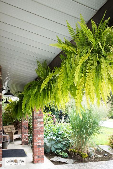 A fall season outdoor tour of massive boston ferns and foliage - Funky Junk InteriorsFunky Junk Interiors Mountain Ash Tree, Boston Fern, Funky Junk Interiors, Fern Plant, Farms Living, Evergreen Trees, Funky Junk, Fall Foliage, Summer Garden