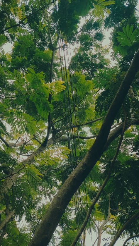 Indian trees leaves aesthetic greenery Indian Trees, Aesthetic Greenery, Leaves Aesthetic, Trees Aesthetic, Trees Wallpaper, Amazing Nature Photography, Tree Wallpaper, Tree Leaves, Amazing Nature