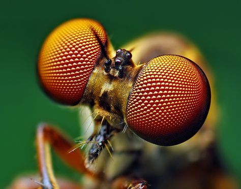 Focus stacking ...... Eyes of a Holcocephala fusca Robber Fly by Thomas Shahan, via Flickr Macro Fotografie, Bug Eyes, Insect Eyes, Macro Photography Insects, Colour Explosion, Foto Macro, Insect Photos, Fly Insect, Photo Macro