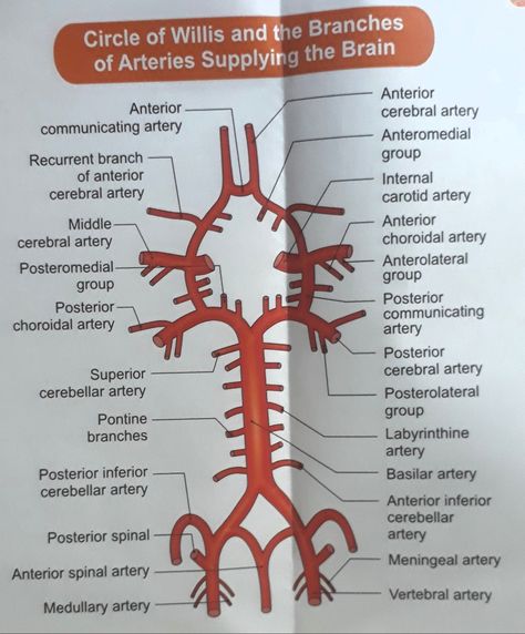 Circle of Willis Circle Of Willis Anatomy, Abg Analysis, Ct Brain, Brain Anatomy And Function, Circle Of Willis, Anatomy Flashcards, Advance Wars, Diagnostic Medical Sonography, Basic English Sentences