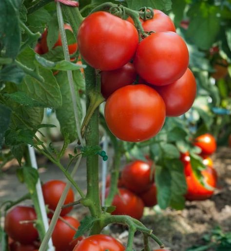 Epsom Salt For Tomatoes, Epsom Salt For Plants, Tomato Farm, Epsom Salt Uses, Plant Tomatoes, How To Grow Tomatoes, Tomato Farming, Growing Tomatoes In Containers, Grow Tomatoes