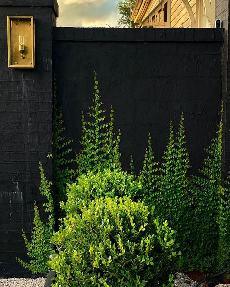 Black Wall Garden, Black Garden Walls, Harolds Finishing Touches Garden, Black Fence Garden, Harolds Finishing Touches, Creeping Fig Wall, Lawn Free Yard, Black Garden Fence, Creeping Fig