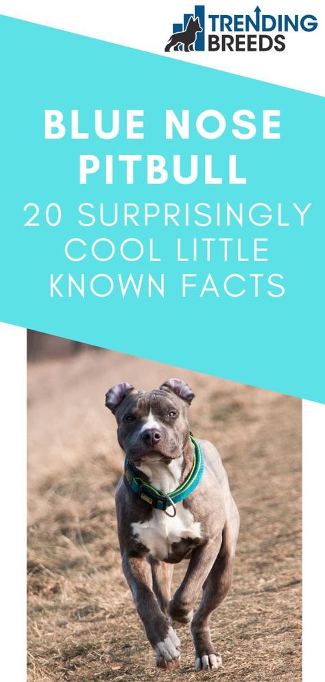 We share some very cool and little known facts about the gorgeous Blue Nose Pitbull. Its almost mystical appearance and loving nature are truly special. Blue Nose Pitbull Puppies, Pitbull Names, Pitbull Facts, Cute Pitbulls, Pitbull Dog Breed, Blue Pitbull, Bully Pitbull, Blue Nose Pitbull, Blue Names