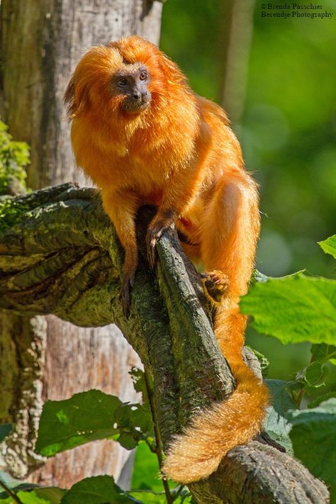 Golden Lion Tamarin | Apenheul | by Brenda Passchier Golden Tamarin, Golden Tamarin Monkey, Lion Tamarin Monkey, Emperor Tamarin, Golden Headed Lion Tamarin, Golden Lion Tamarin, Male Orangutan, Arte Jazz, Indian Monkey Photography