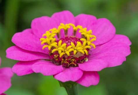 How to Grow Zinnias — Joy Max Jardín Best Flowers For Bees, Sage Plant, Early Spring Flowers, Short Plants, Companion Plants, Wildlife Gardening, Flowers Perennials, Companion Planting, Perennial Plants