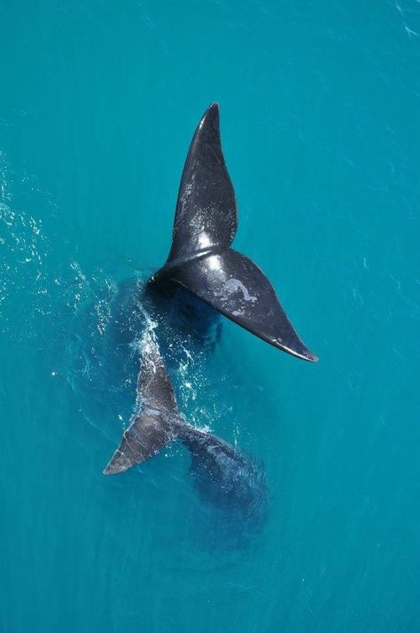 ocean life Blue Planet, Beautiful Sea Creatures, Underwater Life, Deep Blue Sea, Marine Mammals, Killer Whales, Ocean Creatures, Marine Animals, Ocean Animals