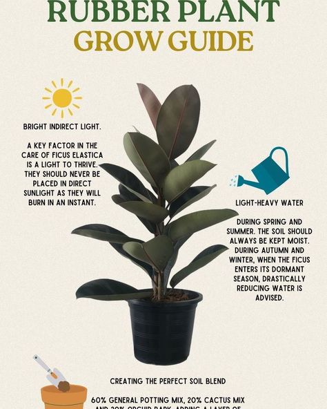 Rubber Plant Grow Guide 🌿 Taking care of a rubber plant (Ficus elastica) can be incredibly rewarding. Here’s a simple guide to help your plant thrive: Light Requirements Bright Indirect Light: Rubber plants need bright, indirect light to thrive. Avoid placing them in direct sunlight as their leaves can burn quickly. Watering Spring and Summer: Keep the soil consistently moist. Water heavily but ensure proper drainage. Autumn and Winter: Reduce watering significantly. During the dormant seaso... Ficus Plant Care, Rubber Plant Care Indoor, Leggy Rubber Tree Plant, Rubber Plant Varieties, Propagating A Rubber Plant, How To Care For Rubber Plant Indoor, Ficus Rubber Plant, Propagating Rubber Tree Plant, Rubber Plant Care