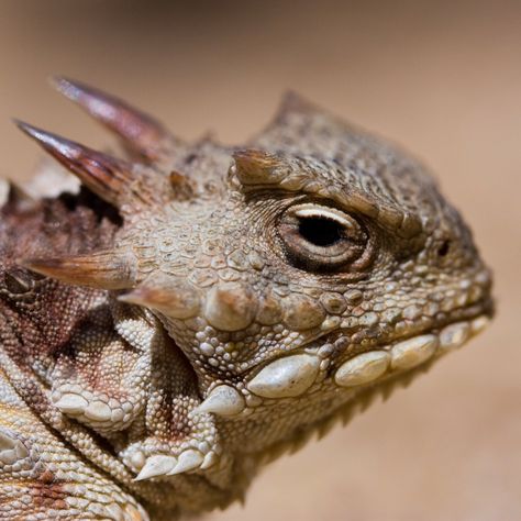 Horned lizard Lizard Person, Horns Reference, Lizard Logo, Horned Lizard, Shadow Of The Colossus, Reptile Cage, Female Armor, Komodo Dragon, Animal Study