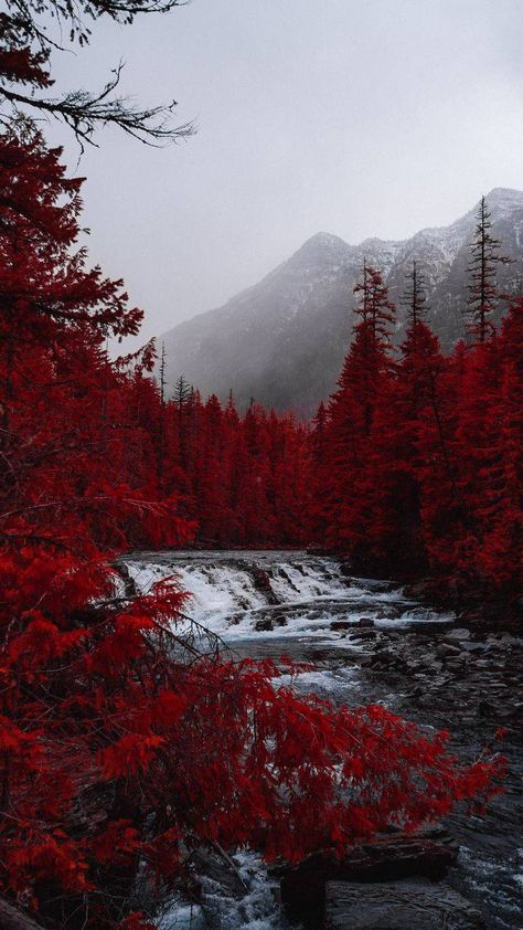 Red Forest Aesthetic, Red Forest Wallpaper, Forest Wallpaper Iphone, Image Aesthetic, Red Trees, Red Aesthetic Grunge, Forest Waterfall, Dark Red Wallpaper, Scenery Nature