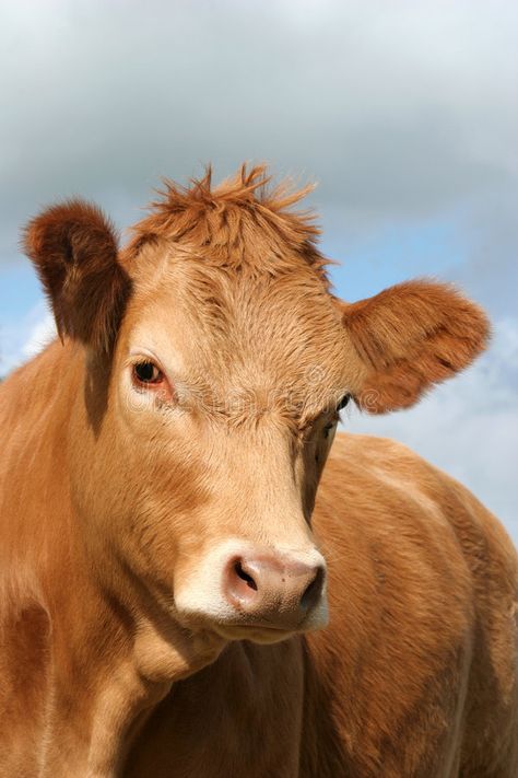 Brown Cow. Face and upper body of a cow , #sponsored, #Face, #Cow, #Brown, #cow, #body #ad Suffolk Sheep, Happy Cow, Sheep Art, Cow Face, Brown Cow, Hair White, Paper Mache Sculpture, Cow Head, Cow Painting