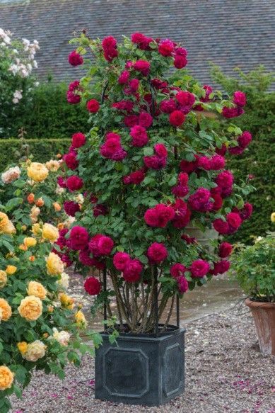 #tessofthedurbervilles #davidaustinroses #englishroses #climbingroses #redroses The English Roses, Bare Root Roses, Rose Shrub, Container Roses, Pruning Roses, Rooting Roses, Types Of Roses, David Austin Roses, Hardy Perennials