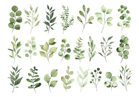 Collection of watercolor greenery branch leaves twigs floral plant forest herbs #Sponsored , #SPONSORED, #sponsored, #greenery, #Collection, #leaves, #branch Branch Leaves, Framed Leaves, Wreath Illustration, Card Frame, Framed Wedding Photos, Watercolor Beginner, Leaf Illustration, Watercolor Greenery, Watercolor Projects