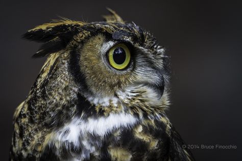 Owl Side Profile, Dream Catcher Images, Owl Writing, Owl Dream Catcher, Owl Face, Owl Head, Side Portrait, Long Eared Owl, Wing Tattoo Designs