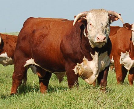 The American Cowboy Chronicles: Hereford Cattle - The Icon of the Cattle Industry Bull Pictures, Two Cows, Animal Breeding, Hereford Cows, Hereford Cattle, Longhorn Cattle, Cow Pictures, Beef Cattle, Cattle Ranching