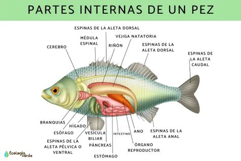 Cuerpo Para hablar sobre las partes de los peces, lo primero que hay que saber es que la forma y el tamaño de su cuerpo están íntimamente relacionados con el hábitat en donde se encuentran y el estilo de vida que llevan. Aquí hablaremos de la forma más típica de los peces, la cual corresponde a un cuerpo fusiforme e hidrodinámico, de manera tal que la resistencia que opone al flujo del agua es mínimo y pueden nadar sin problemas en su hábitat. Los peces se desplazan por movimientos de ... Work Sheet, Anime Wallpaper Phone, Saint Paul, Montessori, Anime Wallpaper, Anime, Animals