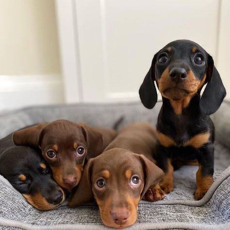 Puppies Photos, Miniature Dachshund Puppies For Sale, Miniature Dachshund Puppies, Baby Dachshund, Dachshund Puppies For Sale, Dog Mommy, Dachshund Puppy Miniature, Miniature Dachshunds, Cute Animals Puppies