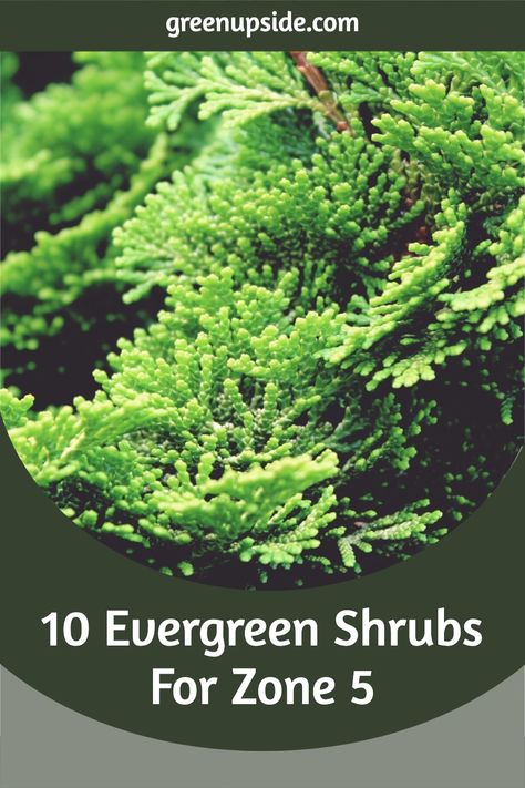 Some evergreen shrubs can survive the frost and snow that is common in Zone 5. In this article, we’ll talk about 10 evergreen shrubs for Zone 5. We’ll also take a look at what they need for light, water, and other important growth factors. Zone 5 Shrubs, Zone 5 Landscaping, Sea Green Juniper, Golden Privet, Evergreen Foundation Planting, Midcentury Cottage, Japanese Pieris, Evergreens For Shade, American Holly