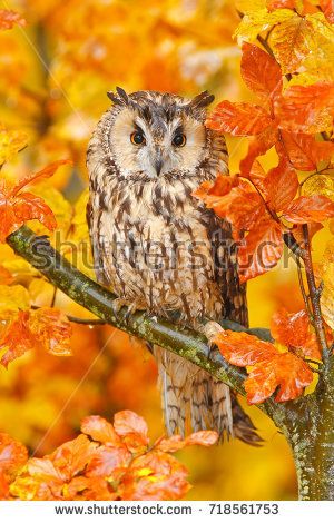 Funny Owls, Owl Photos, Hoot Owl, Owl Pictures, Beautiful Owl, Owl Bird, Wise Owl, Cute Owl, Birds Of Prey