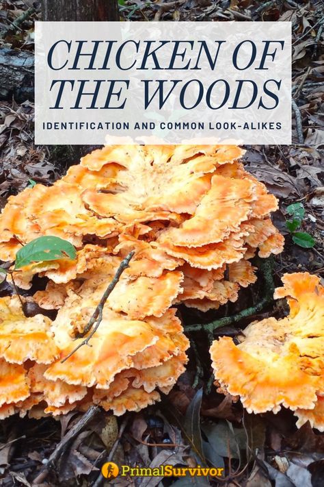 chicken of the woods mushrooms Chicken Of The Woods Mushroom, Chanterelle Recipes, Food Preserving, Chicken Of The Woods, Mushroom Cultivation, Small Fry, Food Medicine, Baby Chickens, White Chicken