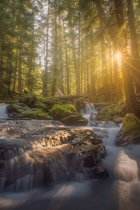 waterfall forest nature Earthy Backgrounds Nature, Waterfall In Forest Aesthetic, Forest Waterfall Wallpaper, Forest Waterfall Photography, Pretty Waterfall Aesthetic, Nature Photography Waterfall, Aesthetic Forest Background, Forest Waterfall Aesthetic, Waterfall Aesthetic Wallpaper