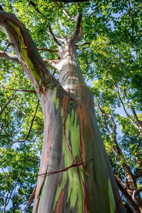 Road To Hana Stops, Great Barrier Reef Snorkeling, Rainbow Eucalyptus Tree, Maui Snorkeling, Maui Photos, Maui Activities, Rainbow Eucalyptus, Eucalyptus Trees, Shave Ice