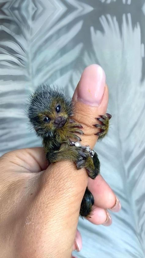 4.3M views · 170K reactions | Finger Monkey 🐒 The Smallest Monkey In The World | Finger Monkey 🐒 The Smallest Monkey In The World | 1 Minute Animals The Finger Monkey, also known as the Pygmy Marmoset, is one of the cutest and most... | By 1 Minute Animals | Facebook Finger Monkey, Pygmy Marmoset, Tiny Monkey, Cute Animals Images, Baby Animals Funny, Cute Wild Animals, Cute Animal Photos, Cute Animal Videos, Weird Animals