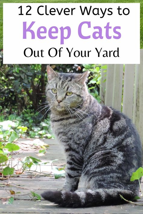 how to get rid of cats in yard Plants That Repel Cats, Cat Repellant Outdoor, Cat Deterrent, Cat Problems, Cat Repellant, Yard And Garden, Scared Cat, Cat Pee, Cat Hacks