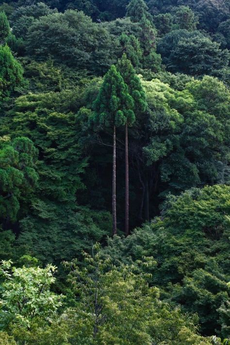 Tall Trees, Tree Forest, Nature Aesthetic, Enchanted Forest, Beautiful Tree, 그림 그리기, Mother Earth, Nature Beauty, Beautiful World