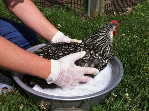 Well, chickens do produce more than eggs... How To Clean Chicken Butts, Chicken Epsom Salt Bath, Chickens With Poopy Butts, Vent Gleet In Chickens, Bathing Chickens, Chicken Poop, Clean Chicken, Chicken Keeping, Urban Chickens