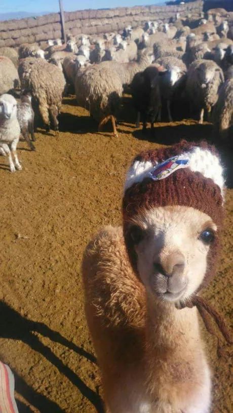 15 Stylish Ideas From Llamas And Alpacas | Page 2 of 3 | PetPress Dark Croquette, Cute Alpaca, Mama Cat, All About Animals, Animal Stories, Cute Animal Pictures, Animals Images, Funny Animal Pictures