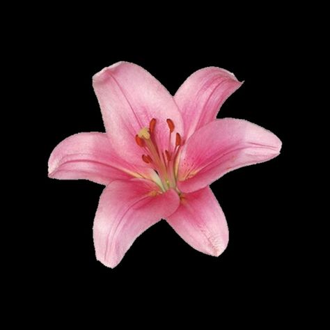 Hibiscus Flower, Pink Flower, Black Background, Hibiscus, Red, Pink, Black