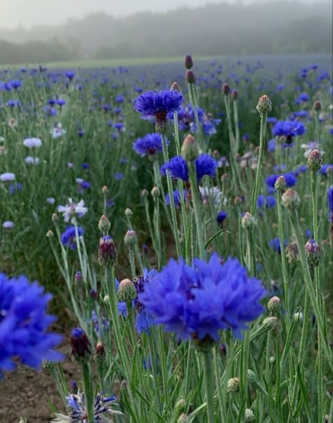 Cornflowers Aesthetic, Cornflower Aesthetic, Cornflower Wallpaper, Blue Flower Art, Wild Flower Meadow, Drawing Photography, Drawings Photography, Picking Flowers, Kind Of Blue