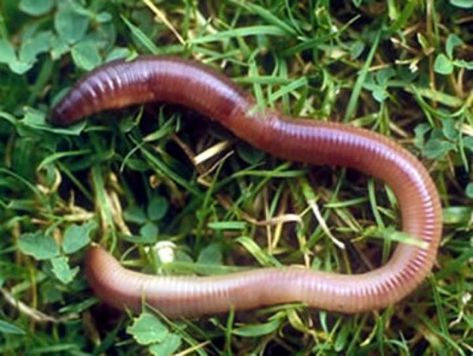 why do earthworms come out in rain | The Old Farmer's Almanac Growing Chicken Feed, Earthworm Anatomy, Phylum Annelida, Feed For Chickens, Organic Chicken Feed, Worm Beds, Annelid, Earth Worm, Worm Composting Bin