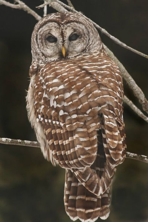 Barred Owl (Strix varia) back view. Photo by Ashley Hockenberry.  For years one came and lived in my yard every summer, always gone by Labor Day. Barred Owl Photography, Cartoon Owl Drawing, Barred Owls, Nocturnal Birds, Owl Photography, Owl Tattoo Design, Owl Illustration, Barred Owl, Animal Guides