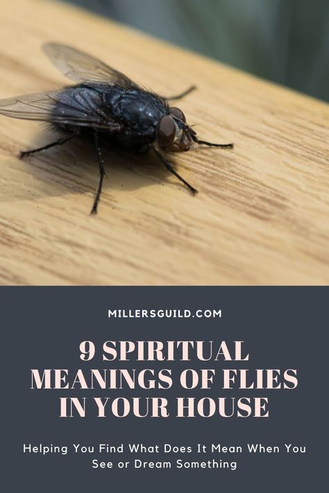 9 Spiritual Meanings of Flies In Your House Animals Symbolism, Fly Symbolism, 7 Meaning, Moth Meaning, Hopi Prophecy, Bot Fly, Witch Meaning, Spiritual Animal, Native American Traditions