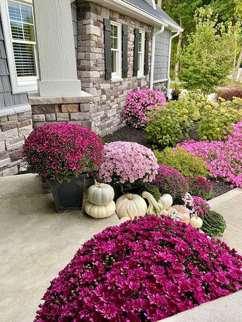 Mum Landscaping Front Yards, Front Yard Landscaping Fall, Pink Mums Front Porch, Fall Porch Purple Mums, Fall Curb Appeal Front Yards, Purple Mums Fall Front Porches, Mums Flowers Front Porch Fall Decorating, Front Door Mums, Fall Flowerbeds Front Yards