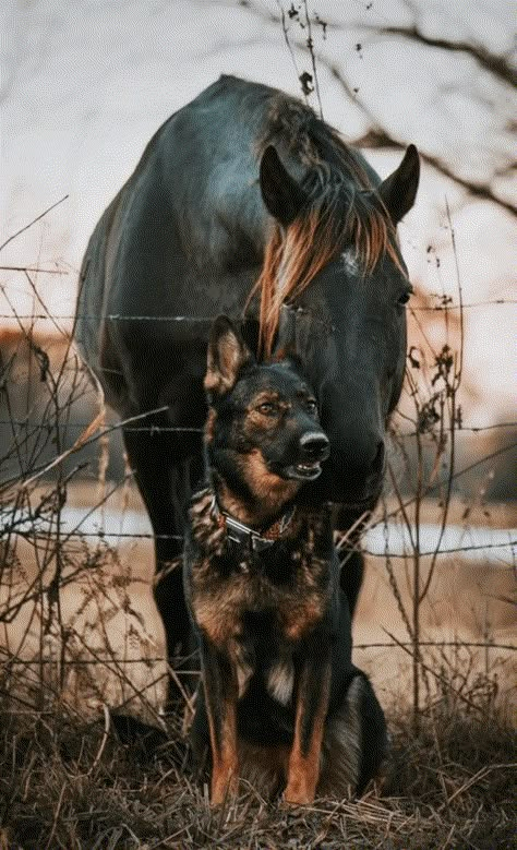 Two German Shepherd, Cute Horse Pictures, Cute Animals Puppies, Really Cute Dogs, Horses And Dogs, Shepherd Dogs, Pretty Animals, Cute Animals Images, Cute Horses