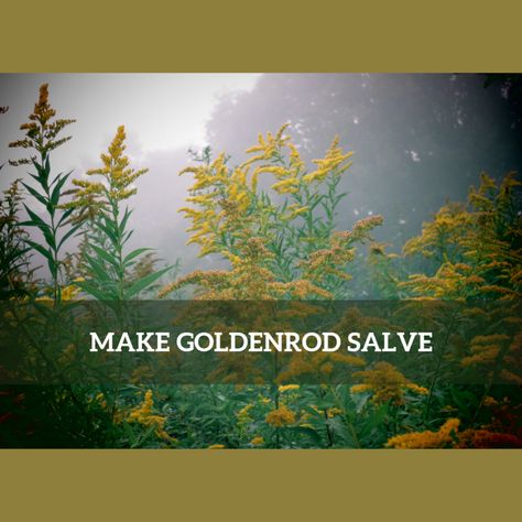 How to Make Medicinal Salve with Goldenrod Golden Rod Salve Benefits, Goldenrod Salve Recipe, Goldenrod Salve, Goldenrod Essential Oil, Medicinal Recipes, Herbal Diy, Homemade Salve, Salve Recipes, Muscle Rub