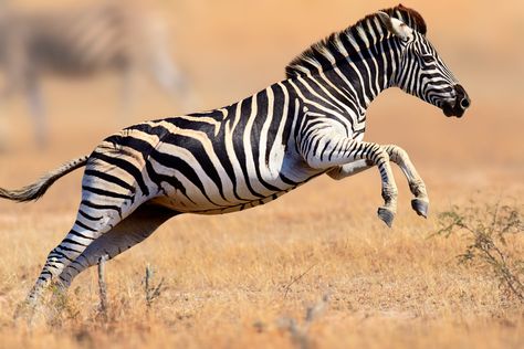 Running through Kruger National park, South Africa Zebra Running, Zebra Pictures, Funny Animals With Captions, Surviving In The Wild, Africa Animals, Baby Zebra, Africa Safari, African Wildlife, Wild Dogs