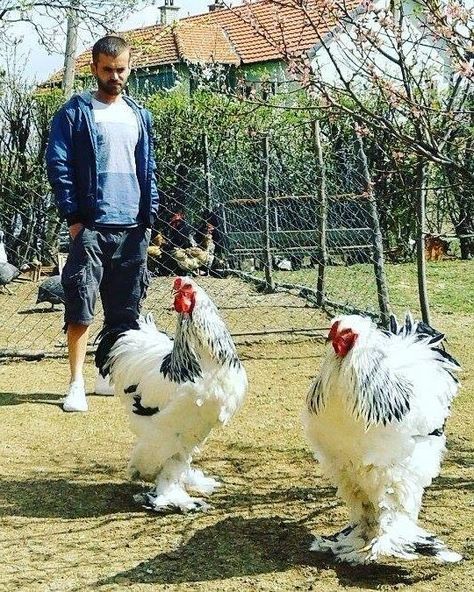 Brahma's are one of the most giant chicken which is about 30 inches tall, did you know that ? Big Chicken Breeds, Giant Chicken Breeds, Brahma Rooster, Reban Ayam, Brahma Chicken, Giant Chicken, Biggest Chicken, Fancy Chickens, Beautiful Chickens