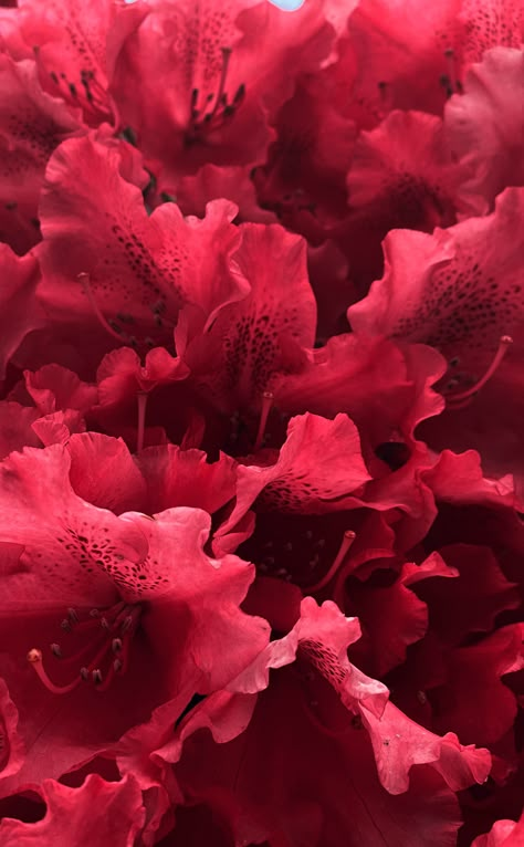 Viva Magenta Color Palette, Viva Magenta Aesthetic, Jewelry Aesthetic Wallpaper, Pantone Viva Magenta, 2024 Pantone Color, Viva Magenta Color, Magenta Aesthetic, Lacecap Hydrangea, 2023 Pantone