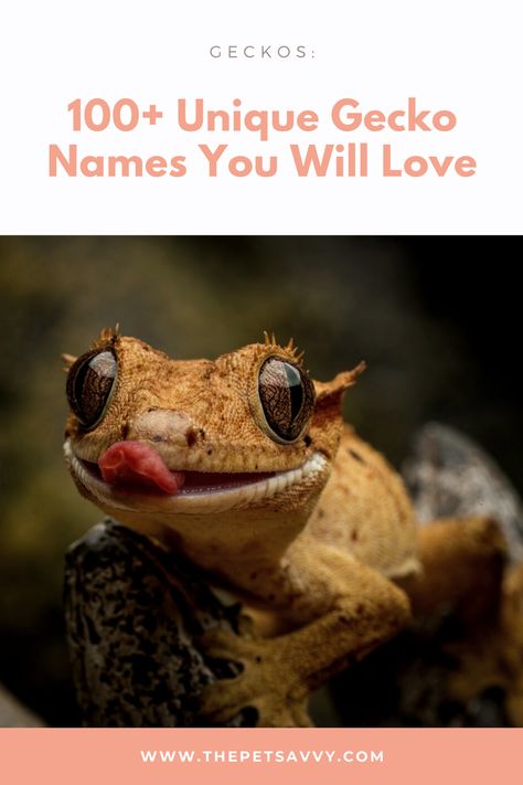 Crested Gecko Names Ideas, Gecko Name Ideas, Leopard Gecko Names, Gecko Names, Lizard Names, Exotic Names, Horned Lizard, Cute Gecko, Pet Lizards