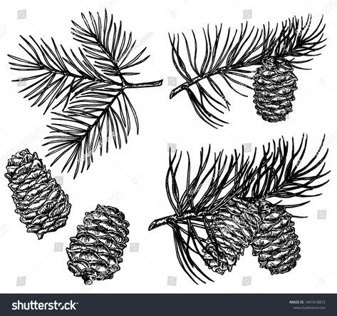 Vintage pine cone and branches element. Hand drawn winter botanical illustration for holiday decor. Pine branches and cones, cedar pine elements. #Ad , #AFF, #Hand#element#winter#drawn Pine Branches, Pine Branch, Zelda Art, Hand Draw, Pine Cone, Botanical Illustration, Pine Cones, Stock Vector, Hand Drawn