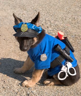 You always thought having a K-9 officer for a pet would be awesome! | Community Post: 19 Ways To Know You're The Child Of A Police Officer Diy Pet Costumes, K9 Police Dogs, German Shepherd Puppies Training, Funny Puppy Pictures, Puppy Dog Pictures, Pet Halloween Costumes, Yorkshire Terrier Puppies, Dog Halloween Costumes, Police Dogs