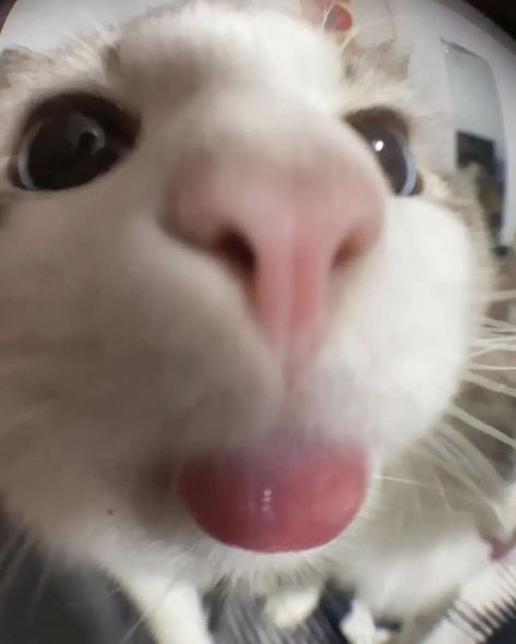 A Cat, Close Up, White