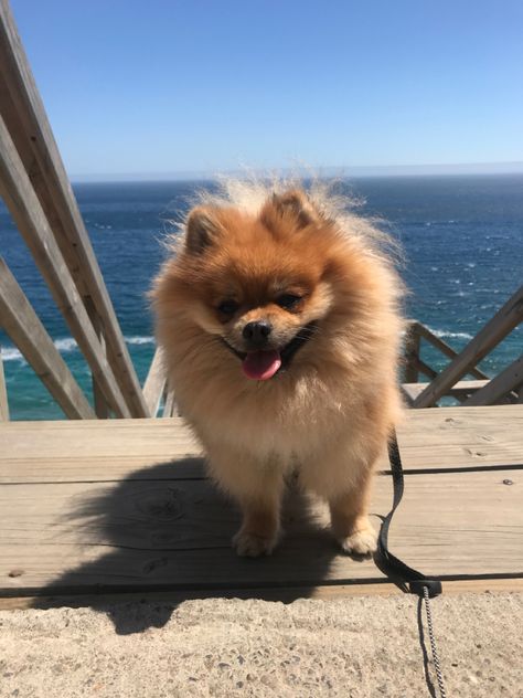 Pomeranian dog and the ocean Golden Pomeranian, Pomeranian Aesthetic, Summer Camera, Pom Mom, Dream Dog, Pomeranian Dog, Beach Aesthetic, The Ocean, The Sea