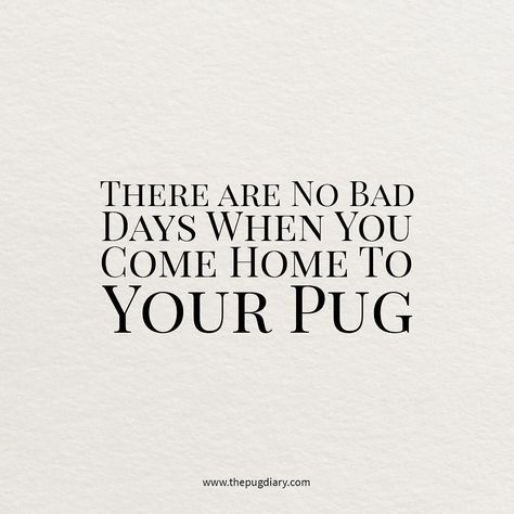 Makes a hard day at work easier coming home to pugs who are excited to see you! #thepugdiary Pug Quotes, Teacup Pug, Brindle Pug, Pug Love Quote, Excited To See You, Funny Pug Memes Hilarious, Baby Pugs, No Bad Days, Pug Pictures