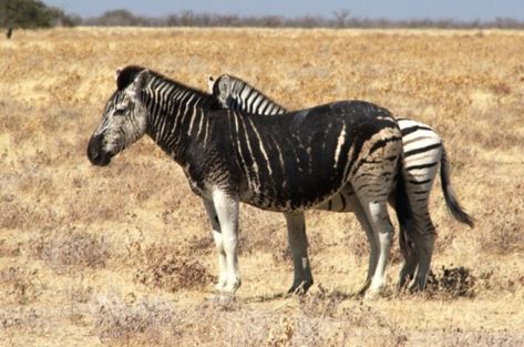 Rare Colored Zebras | HubPages Albino Horse, Mules Animal, Horse Archer, Zebra Pictures, Plains Zebra, Africa Animals, Unusual Animals, Rare Animals, Animal Reference